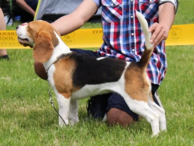 Beagle Welpe kaufen
