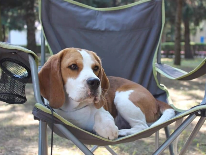 Perros Beagle en venta
