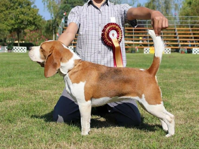 Perros Beagle en venta