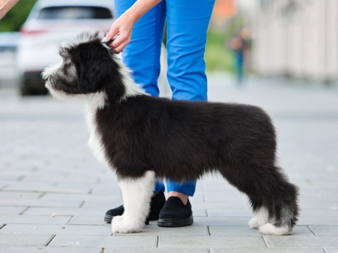 Bearded Collie puppy for sale