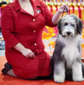 Bearded Collie puppy for sale