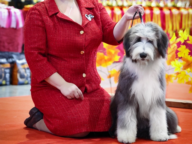 Bearded Collie puppy for sale