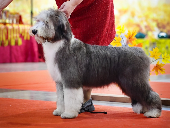 Bearded Collie puppy for sale