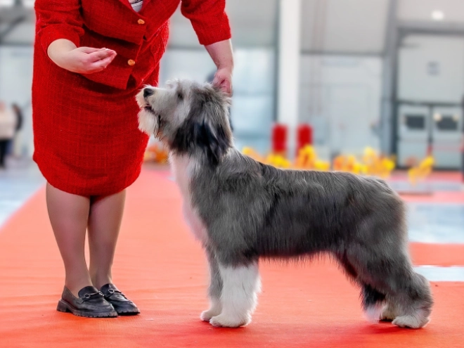 Bearded Collie puppy for sale