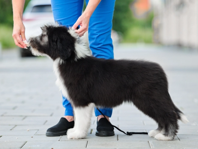 Bearded Collie puppy for sale