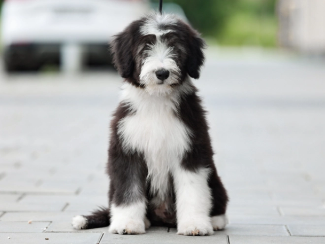 Bearded Collie puppy for sale