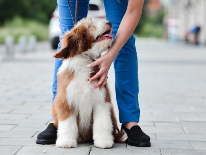 Bearded Collie puppy for sale