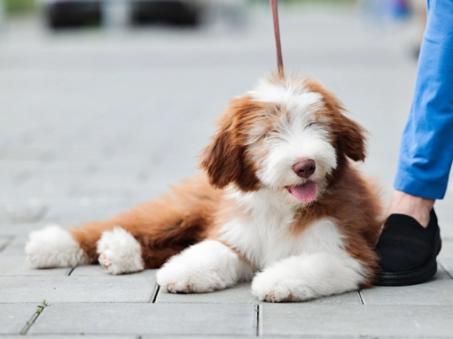 Bearded Collie puppy for sale