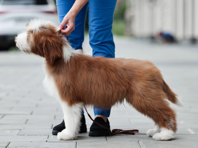 Bearded Collie puppy for sale