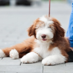 Bearded Collie puppy for sale