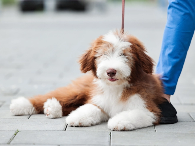 Bearded Collie puppy for sale