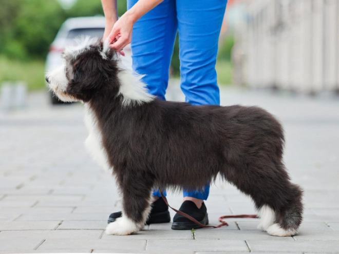 Bearded Collie puppy for sale