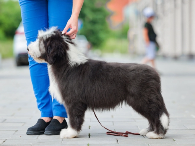 Bearded Collie puppy for sale