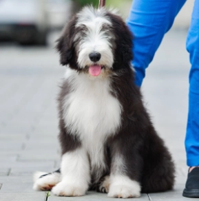 Bearded Collie puppy for sale