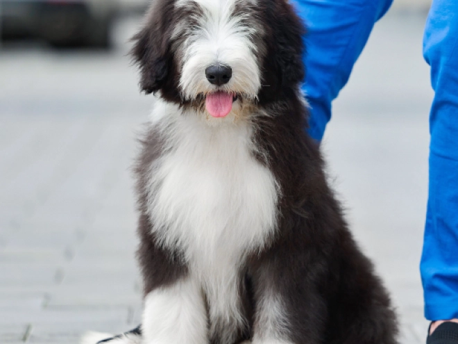 Bearded Collie puppy for sale