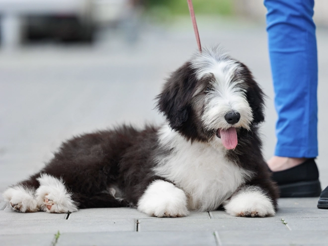 Bearded Collie puppy for sale