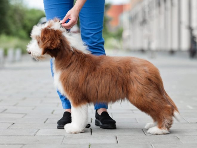 Bearded Collie puppy for sale