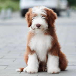 Bearded Collie puppy for sale