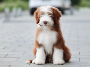 Bearded Collie puppy for sale