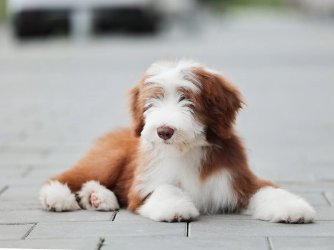 Bearded Collie puppy for sale