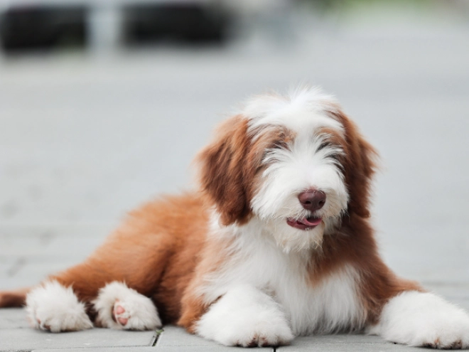 Bearded Collie puppy for sale