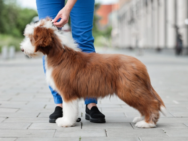 Bearded Collie puppy for sale