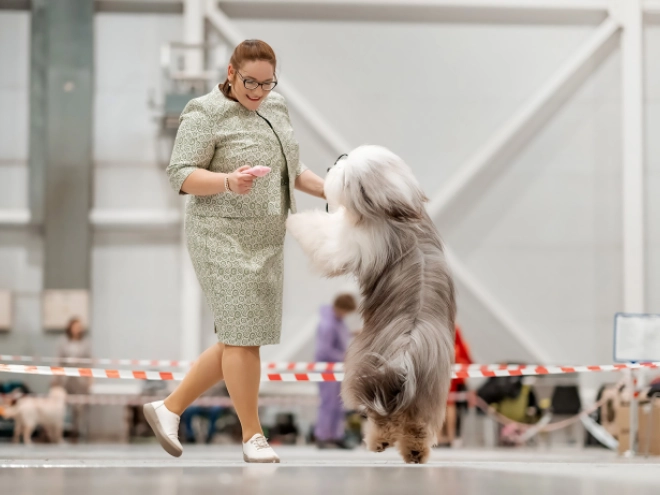 Bearded Collie puppy for sale