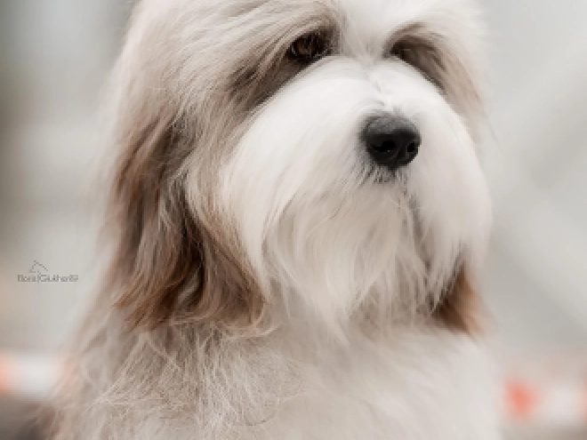 Bearded Collie puppy for sale