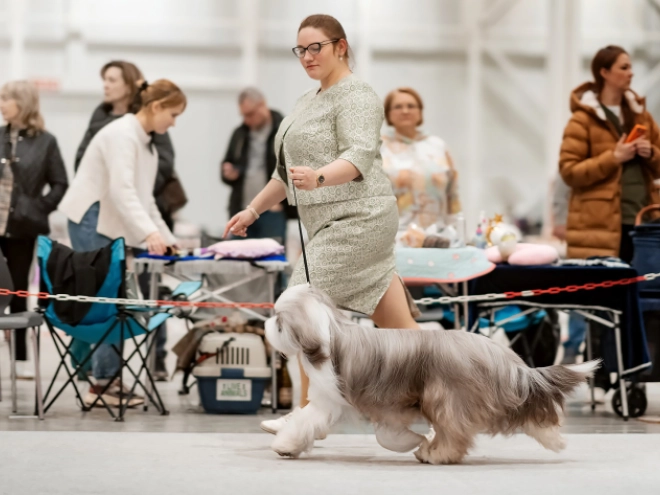 Bearded Collie puppy for sale