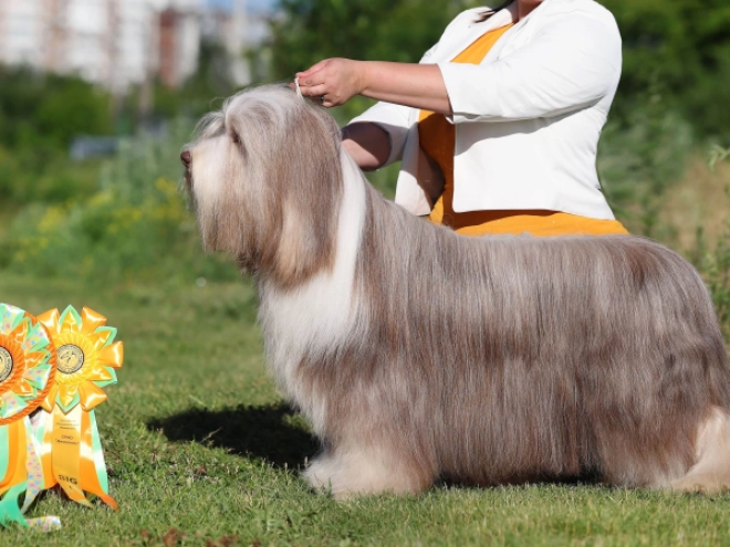 Bearded Collie puppy for sale