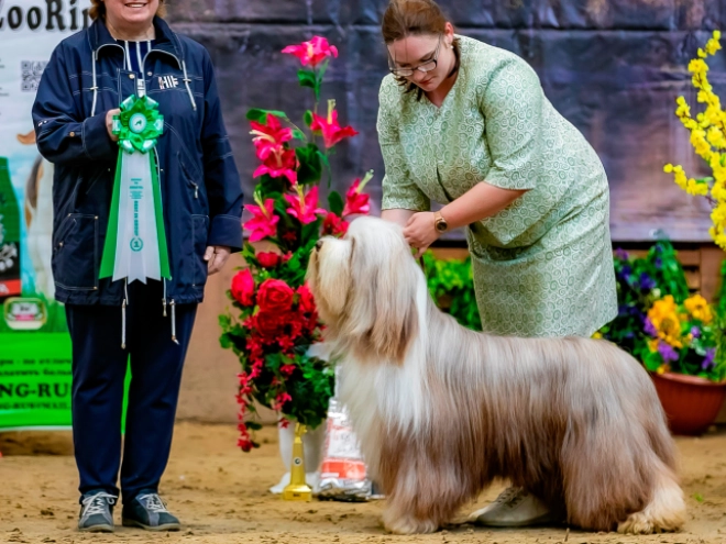 Bearded Collie puppy for sale