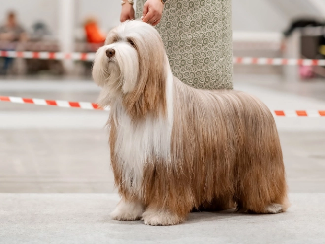 Bearded Collie puppy for sale