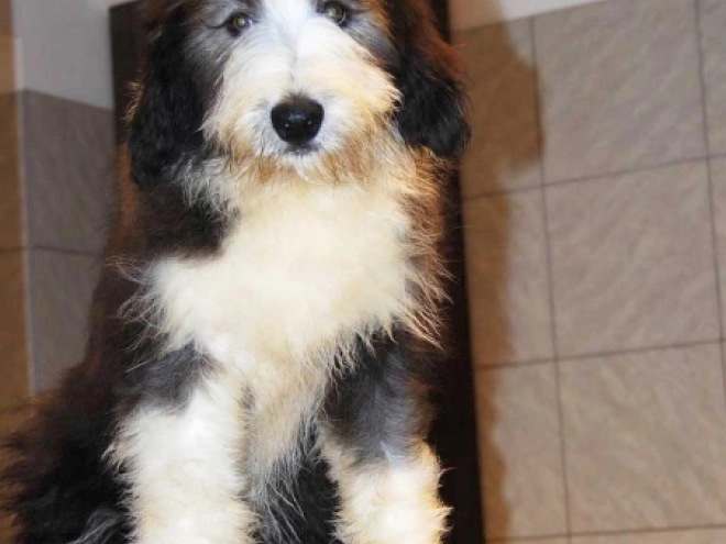 Bearded Collie puppy for sale