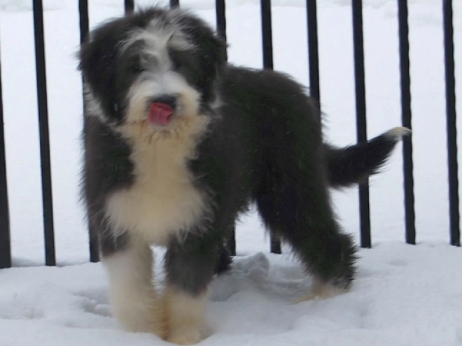 Bearded Collie puppy for sale