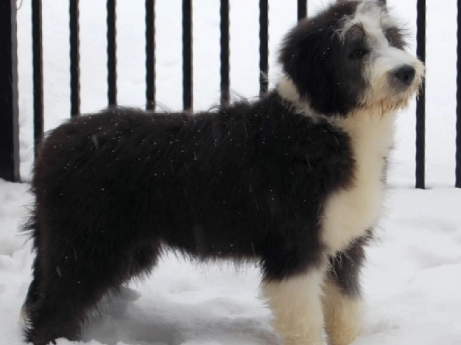 Bearded Collie puppy for sale