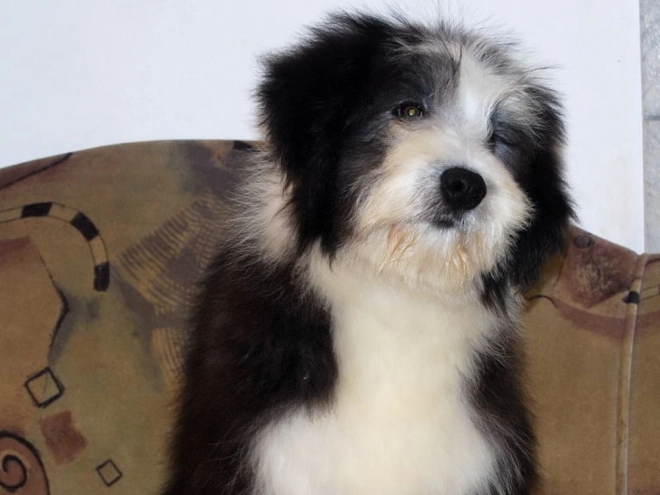 Bearded Collie puppy for sale