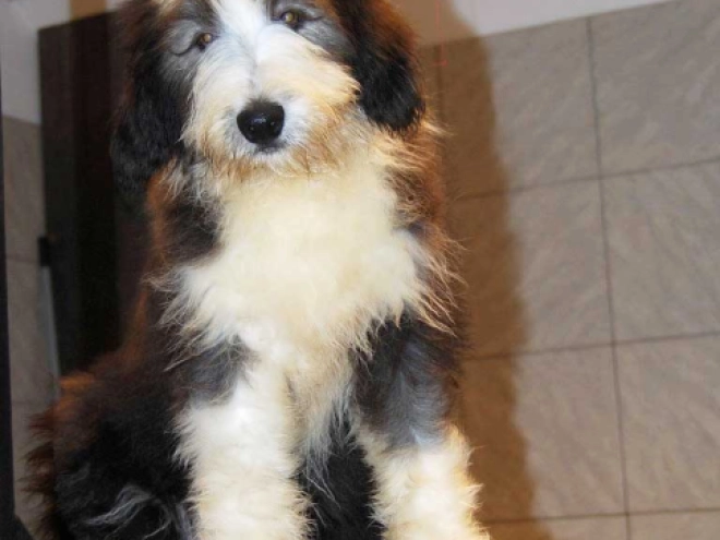 Bearded Collie puppy for sale
