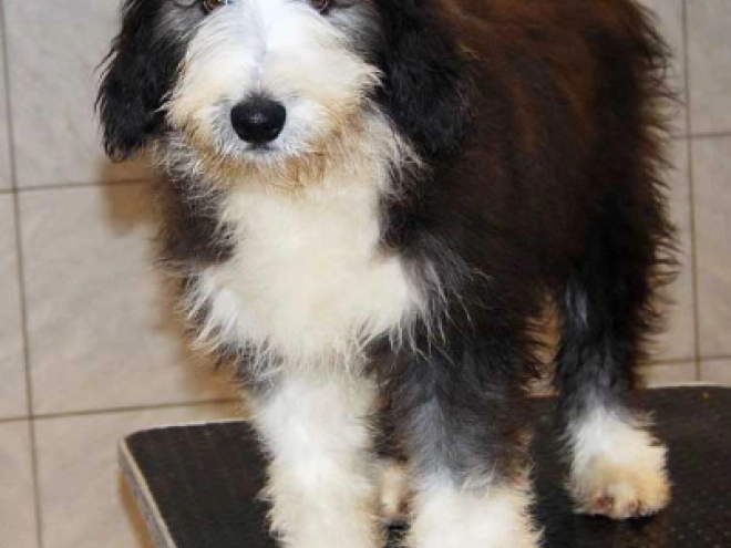 Bearded Collie puppy for sale