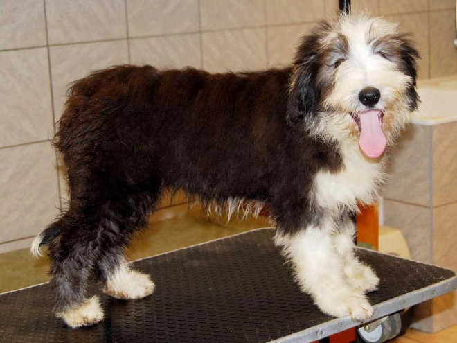 Bearded Collie puppy for sale
