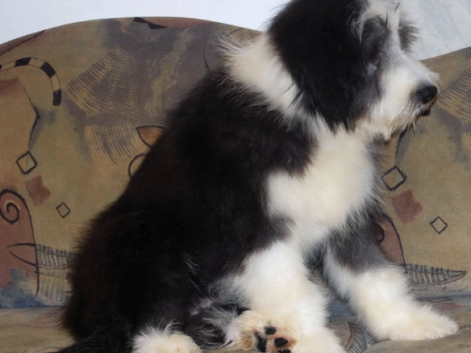 Bearded Collie puppy for sale