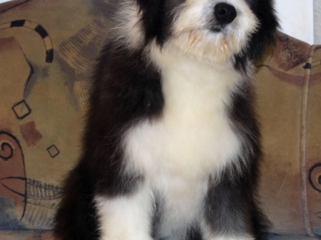 Bearded Collie puppy for sale