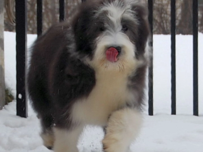 Bearded Collie puppy for sale