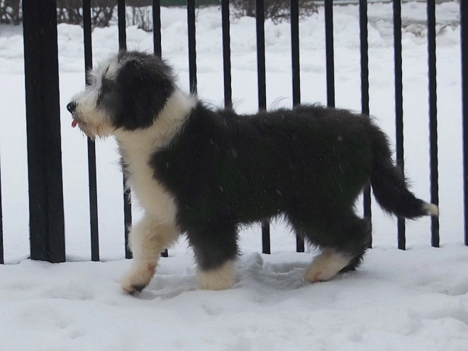 Bearded Collie puppy for sale