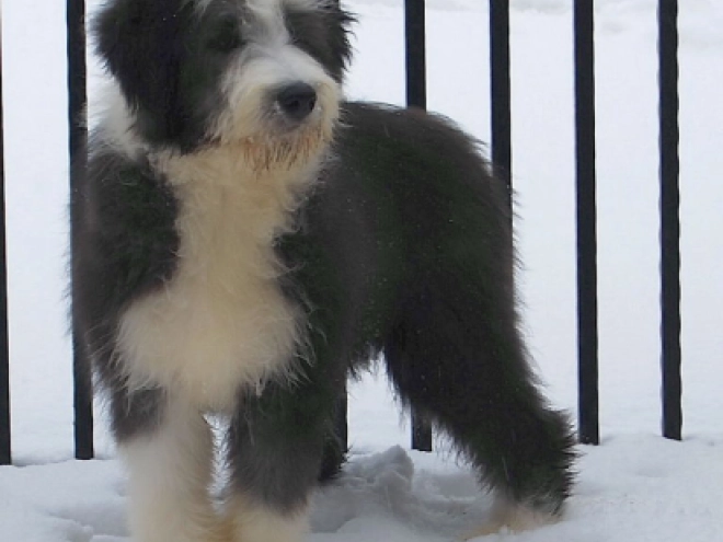Bearded Collie puppy for sale