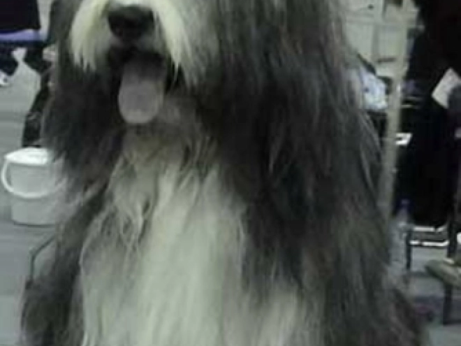 Bearded Collie puppy for sale
