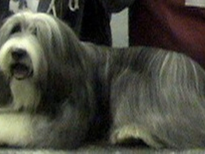 Bearded Collie puppy for sale