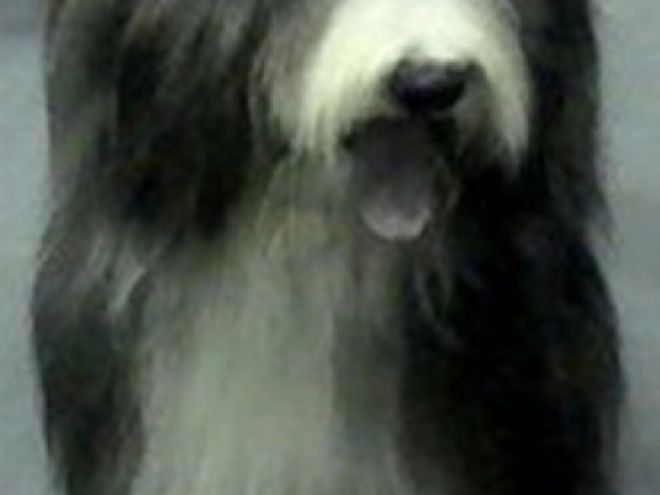 Bearded Collie puppy for sale