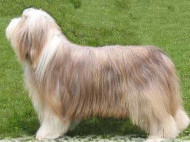 Bearded Collie puppy for sale