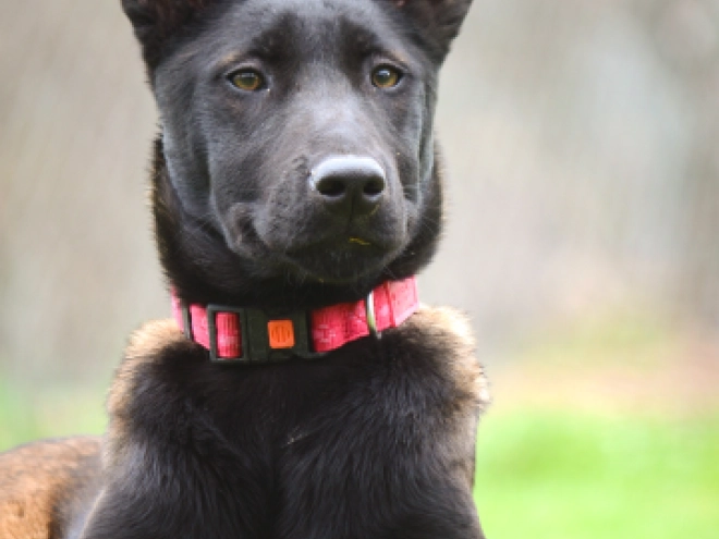 Malinois Welpe kaufen