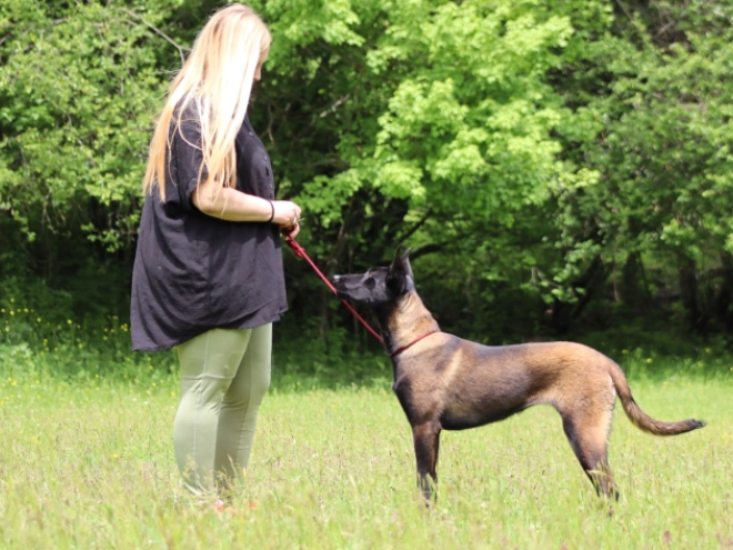 Malinois Welpe kaufen